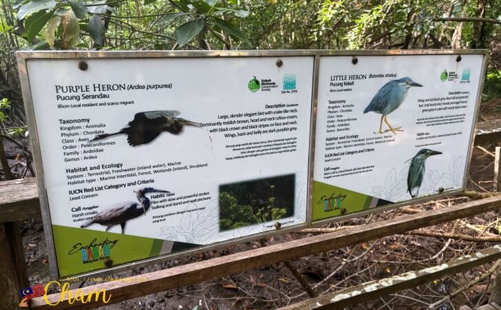 コタキナバルウェットランド(Kota Kinabalu Wetland)にいる鳥類に関する説明書き