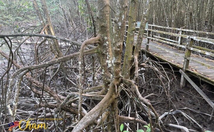 コタキナバルウェットランド(Kota Kinabalu Wetland)にあるマングローブの樹木