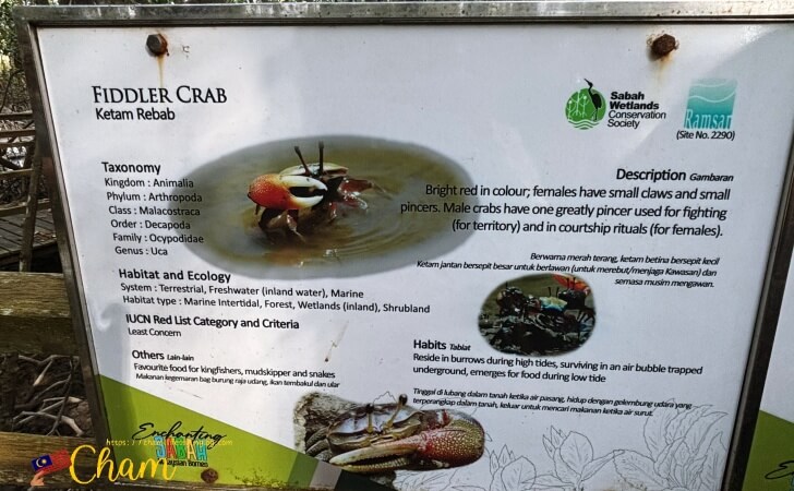 コタキナバルウェットランド(Kota Kinabalu Wetland)にあるFiddler Crabに関する説明書き