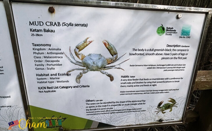 コタキナバルウェットランド(Kota Kinabalu Wetland)にあるマッドクラブに関する説明書き