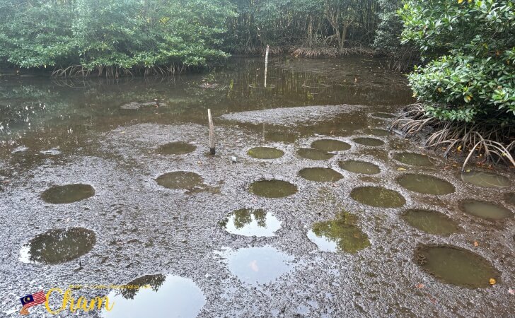 コタキナバルウェットランド(Kota Kinabalu Wetland)にあるティラピアの産卵床
