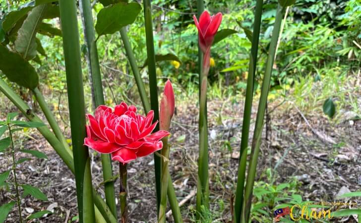 Torch Ginger Flower（トーチジンジャーフラワー）の蕾と花