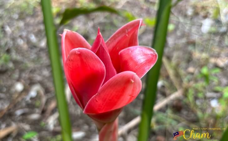 Torch Ginger Flower（トーチジンジャーフラワー）の蕾が開いたところ