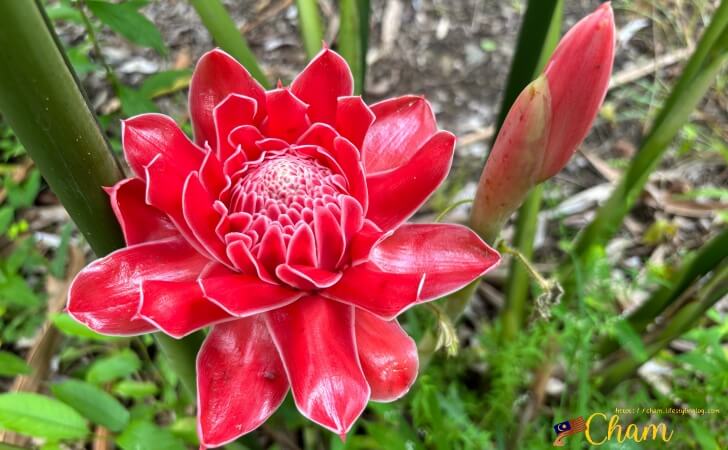 満開の状態のTorch Ginger Flower（トーチジンジャーフラワー）