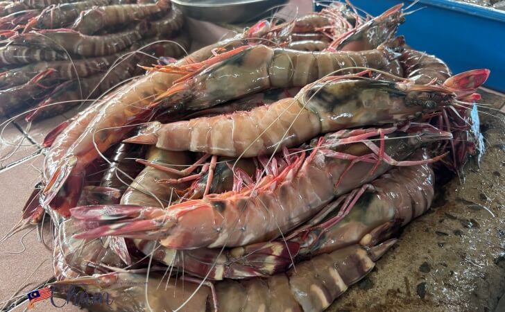 タイガープローン