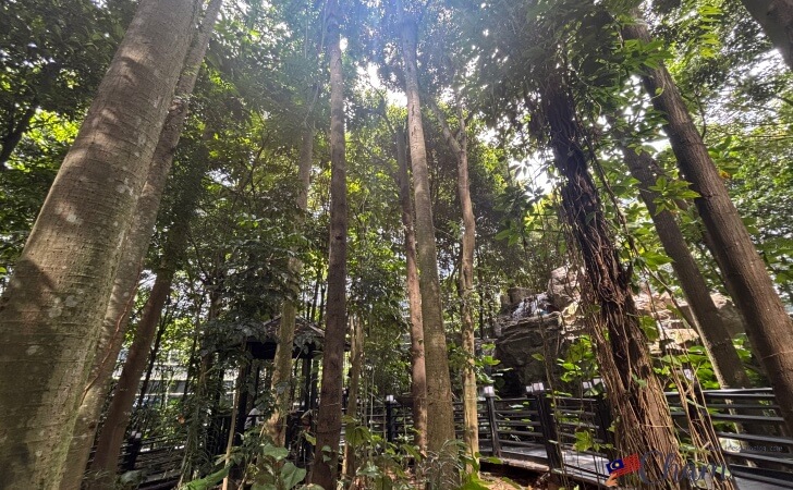 KLIA Jungle Boardwalk（ジャングルボードウォーク）にある森林