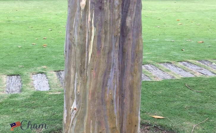 クアラルンプール植物園にあるPokok Pelangi(Rainbow Eucalyptus)