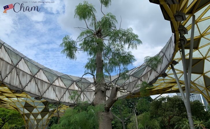 クアラルンプール植物園に生えているバオバブの木