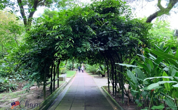 KL植物園にある木のトンネル