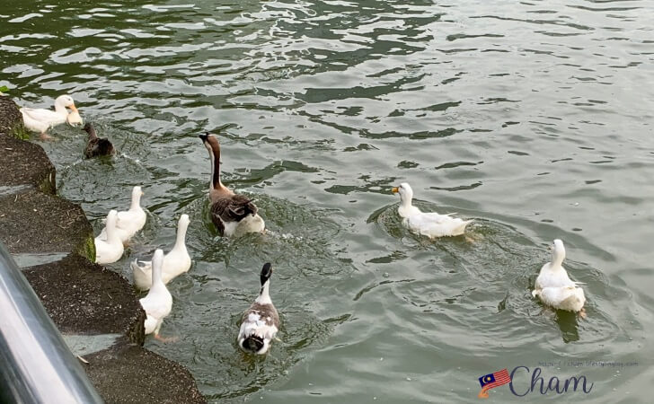 クアラルンプールのボタニカルガーデンの湖で泳ぐ鳥