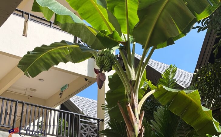 シャングリ ラ ラサリア コタキナバルにあるバナナ