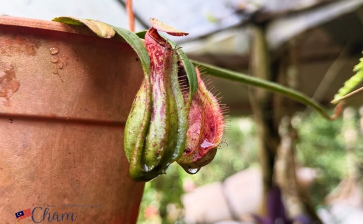 モンキーカップ