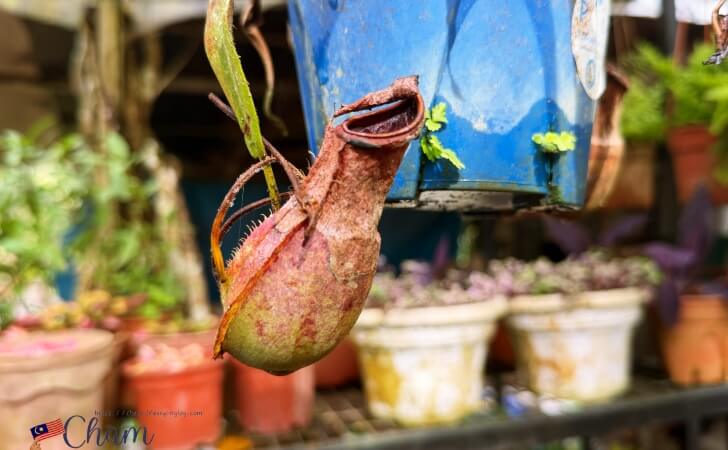 モンキーカップ