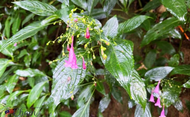 ザ・ハビタットペナンヒルに咲く花