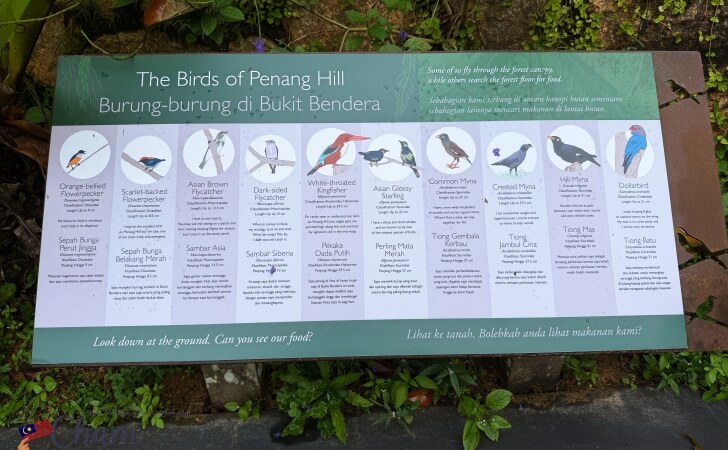 ザ・ハビタットペナンヒルに生息する鳥についての説明