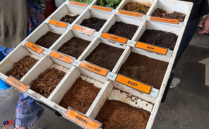 ボーティーセンターの工場前にある加工段階別の茶葉