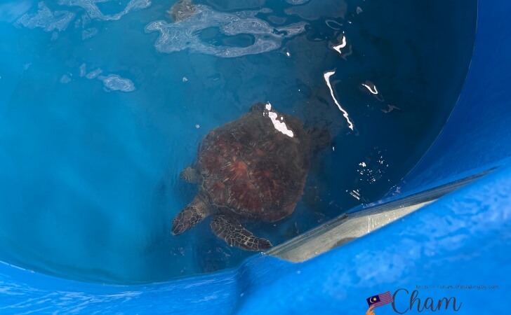 Pantai Kerachutのウミガメ保護センター