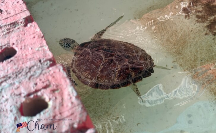 怪我をして保護されているPantai Kerachutのウミガメ