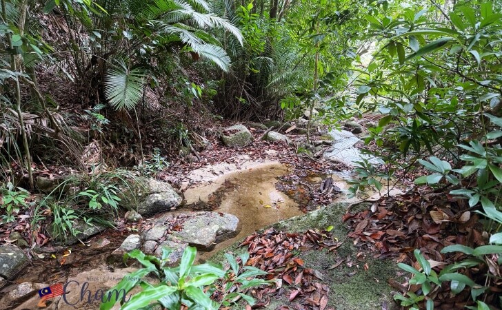ペナン国立公園のトレッキングコース1