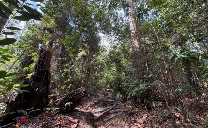 ペナン国立公園のトレッキングコース2