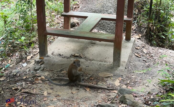 ペナン国立公園にいる猿