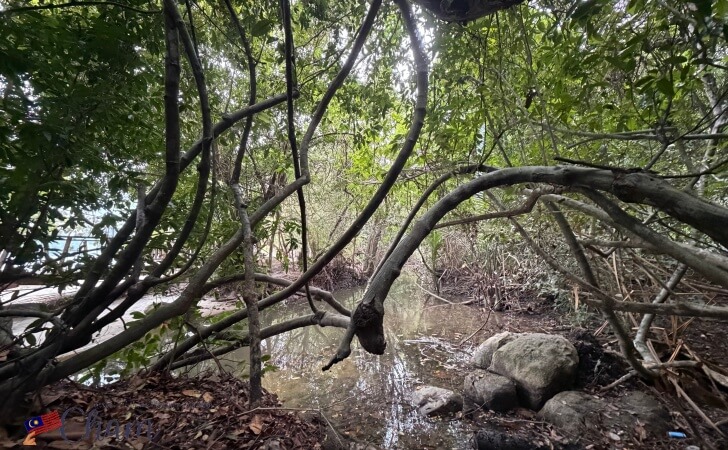 ペナン国立公園にあるマングローブ