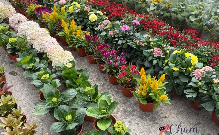 Bazar Kea Farm Cameron Highlandsで販売されている植物