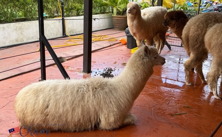 キャメロンハイランドの市場にいるアルパカ