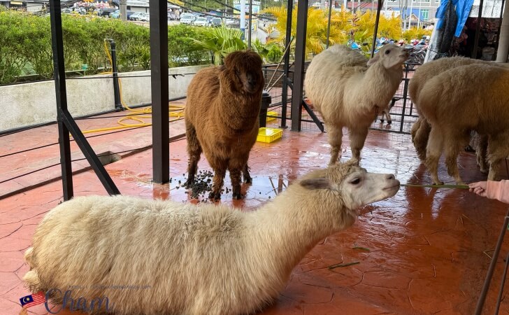アルパカへの餌やり体験