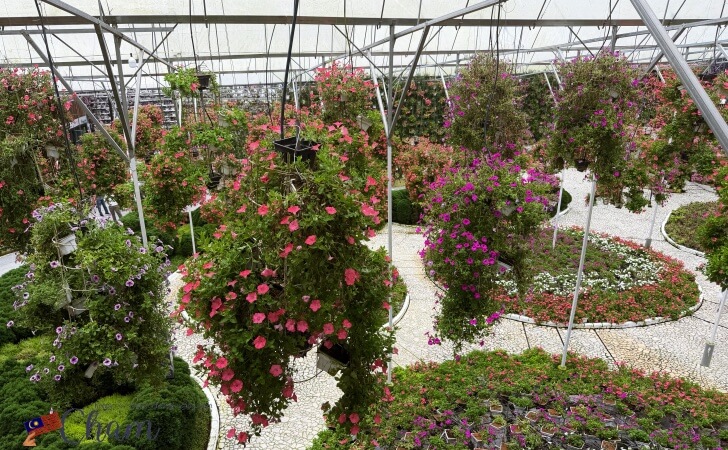 キャメロンハイランドフローラパーク(Cameron Highlands Flora Park)に咲く花