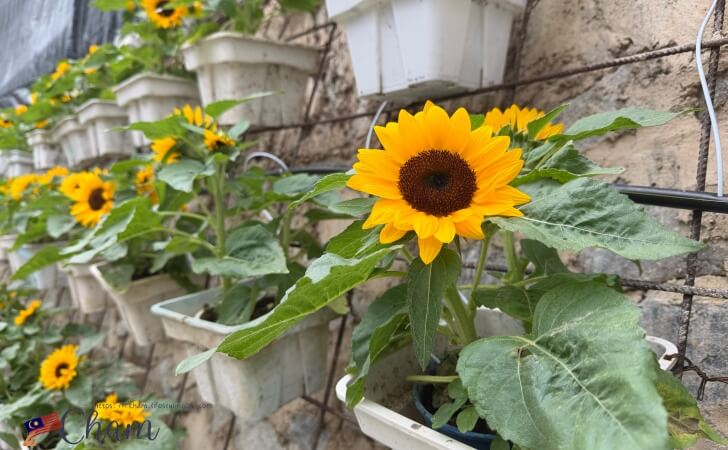 キャメロンハイランドフローラパーク(Cameron Highlands Flora Park)のひまわり