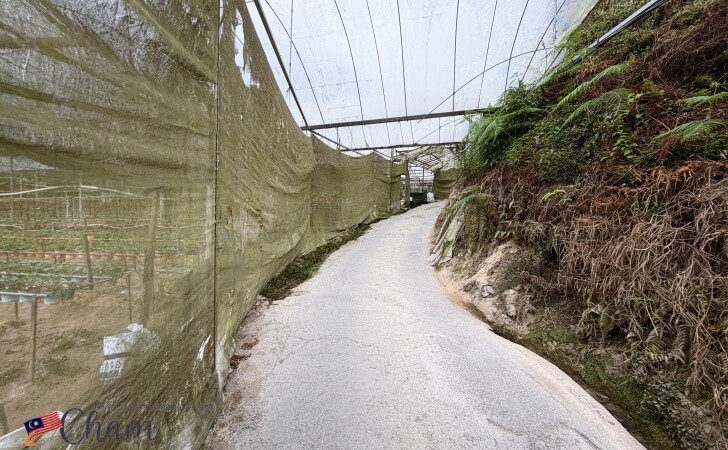 キャメロンハイランドフローラパーク(Cameron Highlands Flora Park)に続く山道